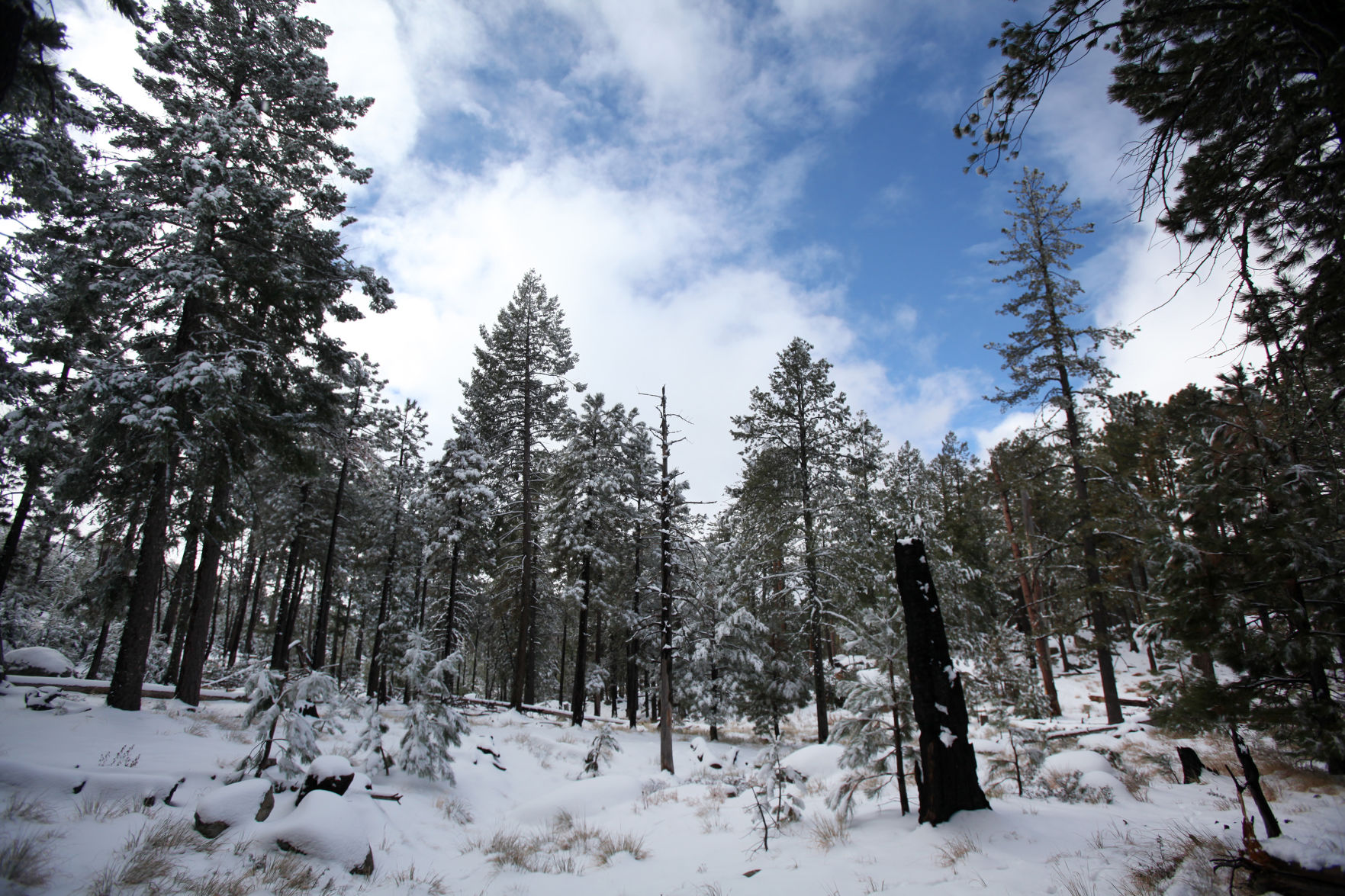 Snow on the Catalinas